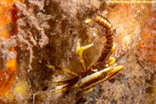 squat lobster